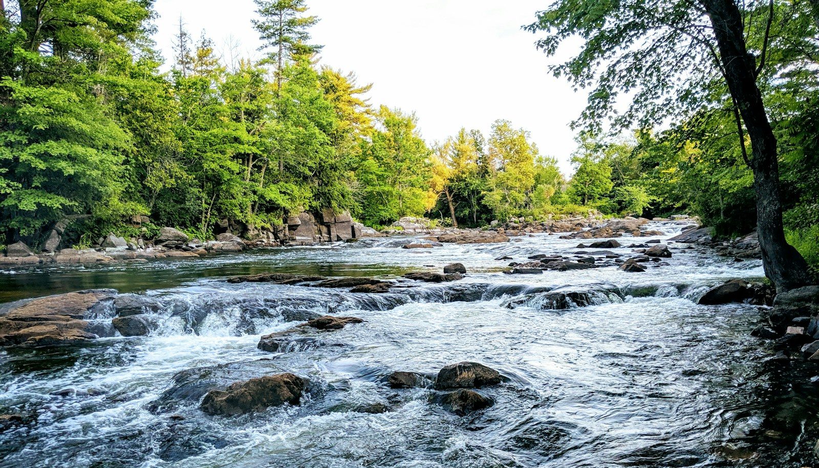 river in the middle of forest during daytime